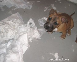 4 Proven Strategies to Stop Your Pet’s Destructive Chewing
