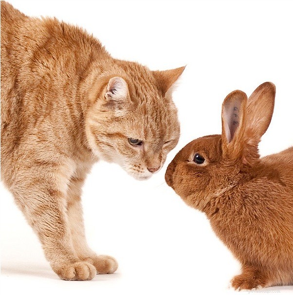 How to Stop Your Cat From Spraying: Proven Tips & Solutions