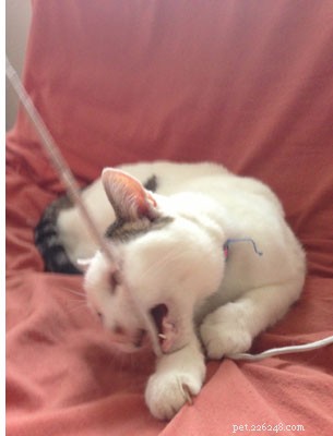 Effective Ways to Stop Your Cat From Chewing