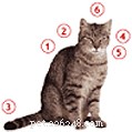 Decoding Your Cat’s Body Language: A Guide to Better Communication
