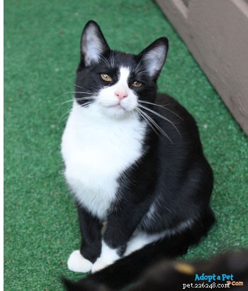 Decoding Your Cat’s Body Language: A Guide to Better Communication