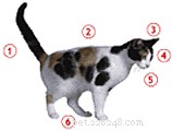 Decoding Your Cat’s Body Language: A Guide to Better Communication