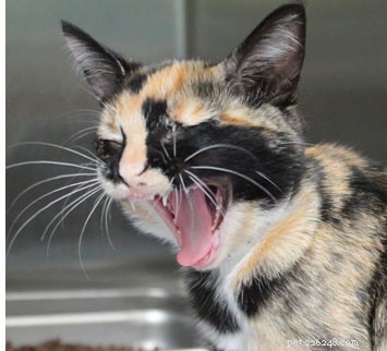 Preventing and Managing Cat Bites: Tips for Pet Owners