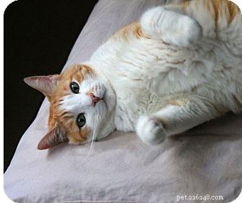 The Science of Cat Purring: How Cats Communicate Through Vibrations