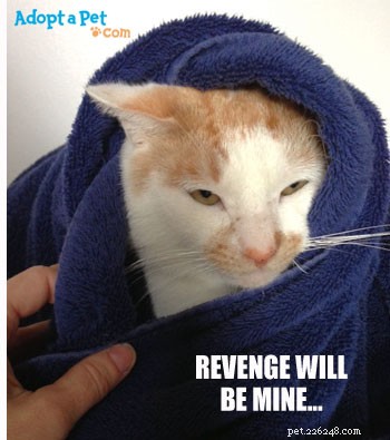 Step-by-Step Guide to Gently Enrolling Your Cat into a Carrier