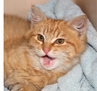 How to Calm a Nocturnal Cat: Practical Tips for Restful Nights