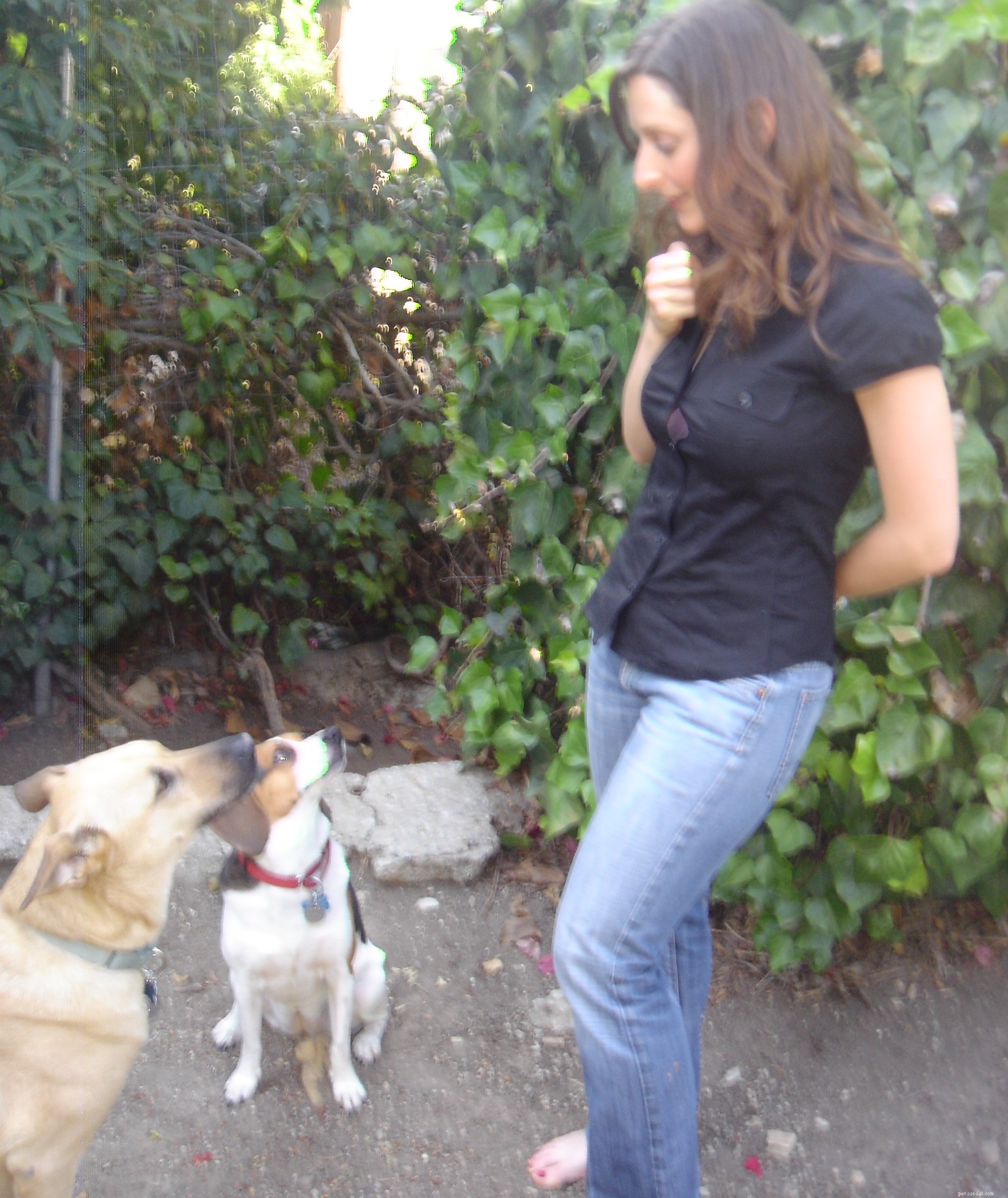 Master Clicker Training: A Proven, Positive Approach for Dogs