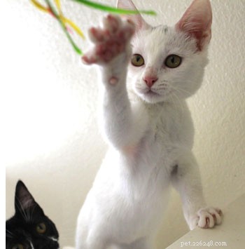 Midnight Kitten Zoomies: Why Your Cat Becomes a Nocturnal Energizer
