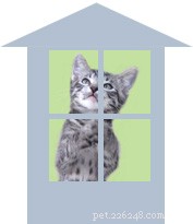 Welcoming Your New Cat or Kitten Home: A Step‑by‑Step Guide