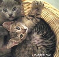 Seamlessly Welcoming a New Cat or Kitten to Your Feline Family
