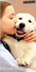 Top 10 Essential Factors to Evaluate Before Pet Adoption