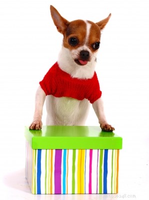 How to Gift a Pet Responsibly: A Guide for Happy, Long‑Term Adoption