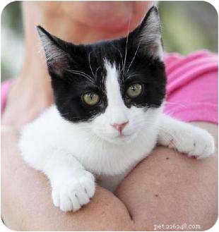 Choosing the Right Cat: A Guide to Emotional and Practical Adoption Decisions