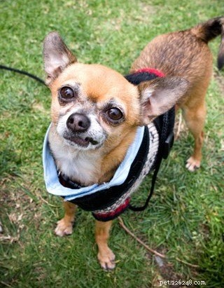 Discover the Joy of Adopting a Senior Pet: Compassion, Wisdom, and Unforgettable Bond