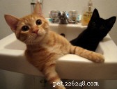 Why Adopting Pets in Pairs Is Beneficial: Strengthen Bonds, Enhance Well-Being