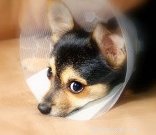 Plan Ahead: Smart Ways to Manage Your Pet s Veterinary Expenses