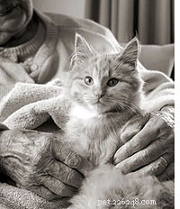 The Senior’s Guide to Choosing and Caring for a Cat Companion