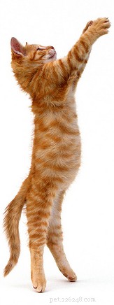 Adopt a Cat with Confidence: Find Your Furry Friend Today