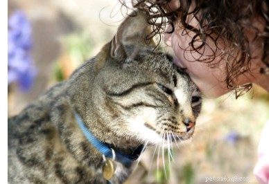 Choosing the Right Pet: The Science of Pet Chemistry