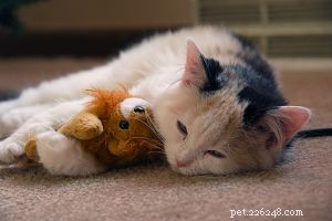 Create a Safe, Stimulating Home for Your New Cat