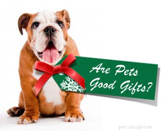 Are Pets the Ideal Holiday Gift? Choosing the Right Companion