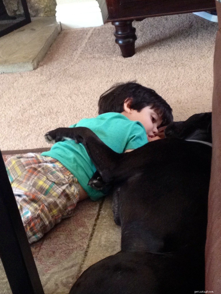 Study Finds Pet Exposure Boosts Infant Health by One-Third