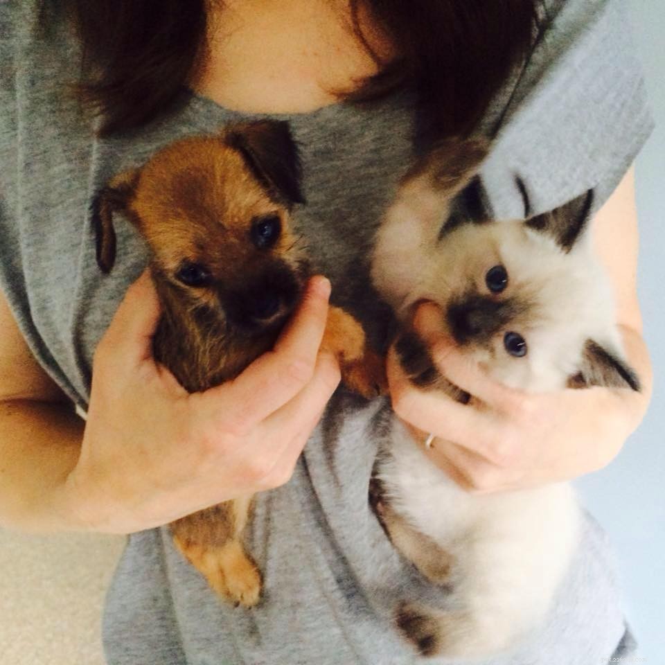 Adopting a Puppy & Kitten Together: What You Need to Know