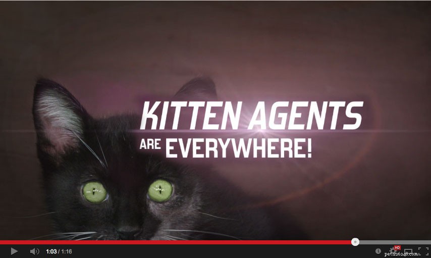 Agent 00Kitten: The Adorable Spy Leading This Summer’s Blockbuster