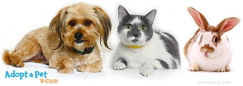 Step-by-Step Guide: How to Adopt a Pet with Confidence