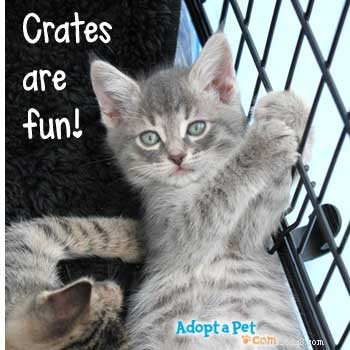 Seamless Cat Integration: The Proven Crate Method