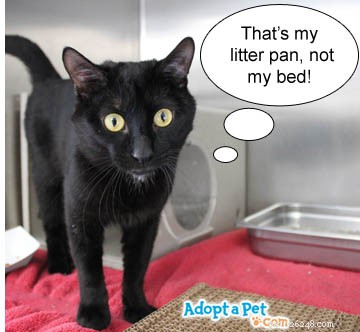 Do Cats Need Daily Walks? A Guide for New Adopters