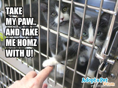 Choosing Between a Cat and a Kitten: Which Is Best for You?