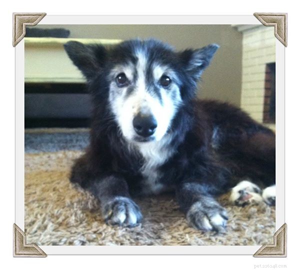 Professional Guide to Caring for Senior Pets