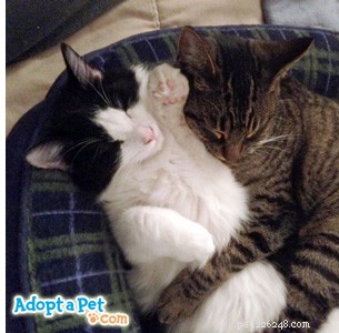 How to Rescue a Kitten Facing Only‑Kitten Syndrome