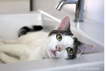 Guide to Your New Cat’s First Day: What to Expect & How to Set Them Up