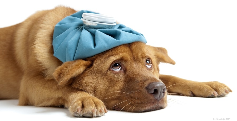 Why Pet Insurance Is a Smart Investment for Responsible Pet Owners