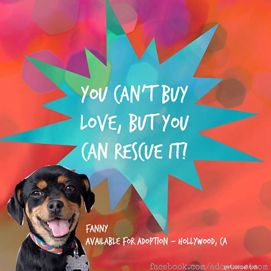 Find True Love by Rescuing Pets: Adopt a Furry Friend Today