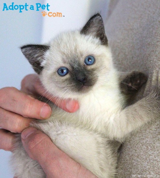 Do Kittens Receive a  Kitten Pass  When Introduced to Other Cats?