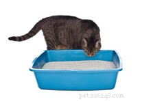 Essential Guide to Cat Litter Boxes: Training, Types, and Tips for New Owners