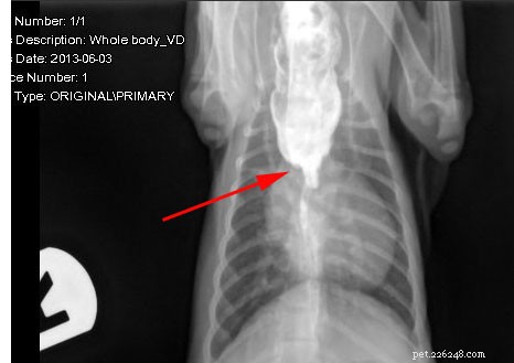 How to Administer Pills to Cats and Kittens Safely