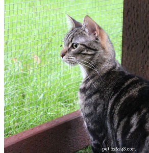 Enhancing Indoor Cats  Lives with Screened Porches and Scenic Views