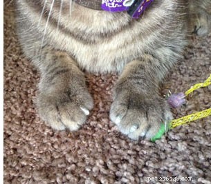 Cat Nail Caps: The Simple Solution Every Pet Owner Needs