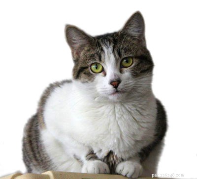 Essential Cat Care Guide: Tips for New Owners