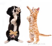 Why Spaying or Neutering Your Dog or Cat Is Essential: Key Benefits Explained