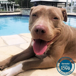 Vote Now: Support Animal Welfare with a Single Click