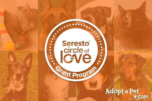 Vote Now: Support Animal Welfare with a Single Click