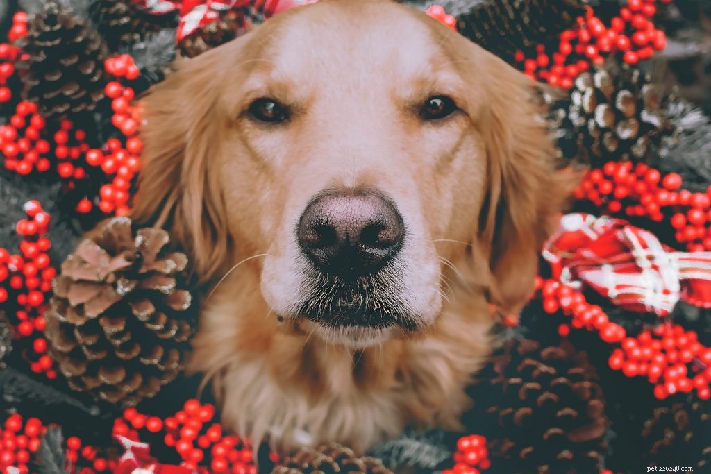 The Ultimate Holiday Gift Guide for Your Four‑Legged Family