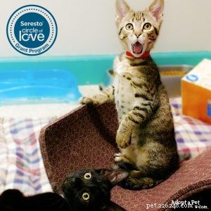 Vote Now: Support Animal Welfare with a Single Click