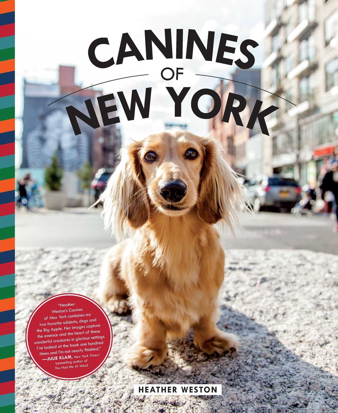 The Ultimate Holiday Gift Guide for Your Four‑Legged Family