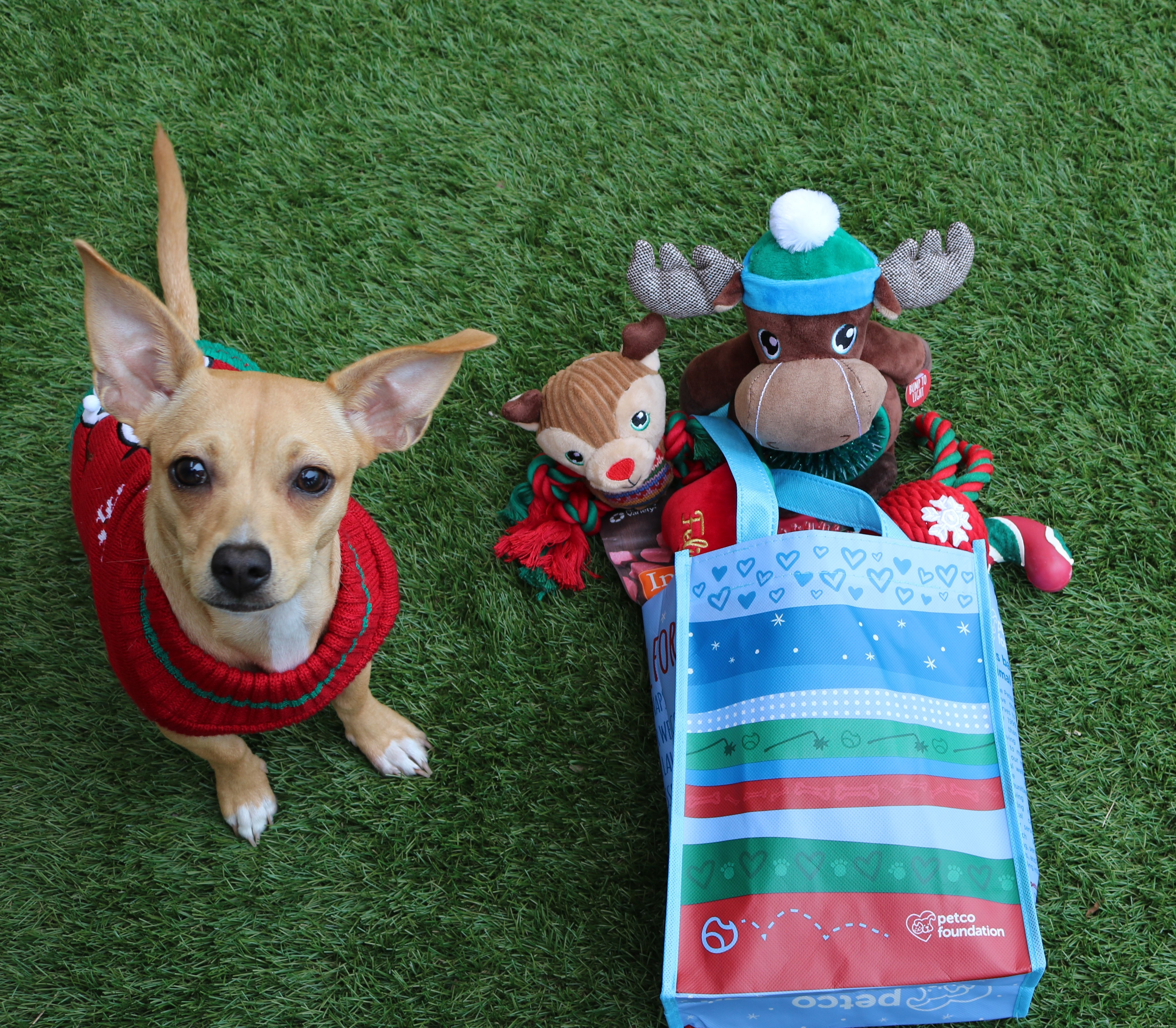 The Ultimate Holiday Gift Guide for Your Four‑Legged Family